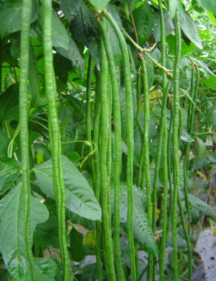 Fresh Vegetable Kacang Panjang Long Bean 长豆 Shopee Malaysia