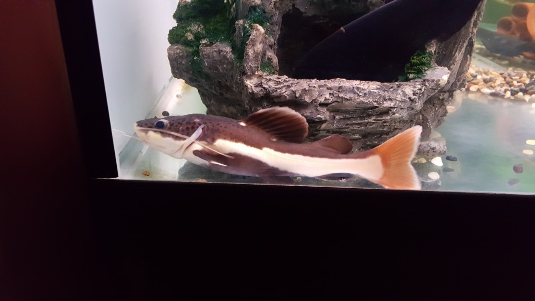 Red Tail Catfish for Sale, Everything Else on Carousell