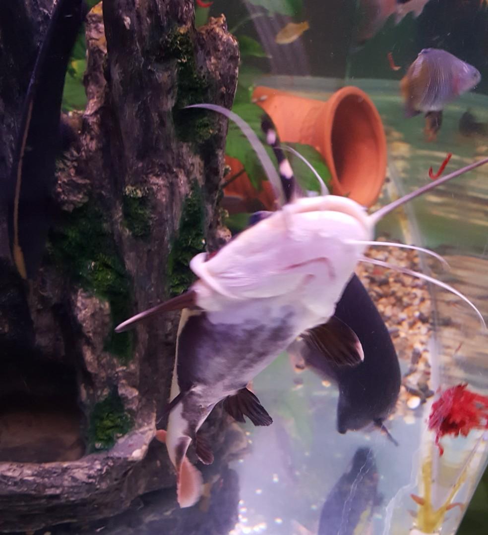 Red Tail Catfish for Sale, Everything Else on Carousell