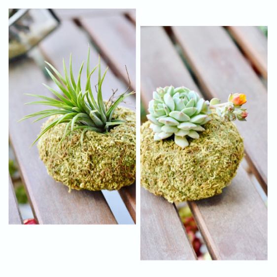 多肉盆栽水苔球可放泥或不放泥養也可 多肉盆栽水苔球可放泥或不放泥養也可