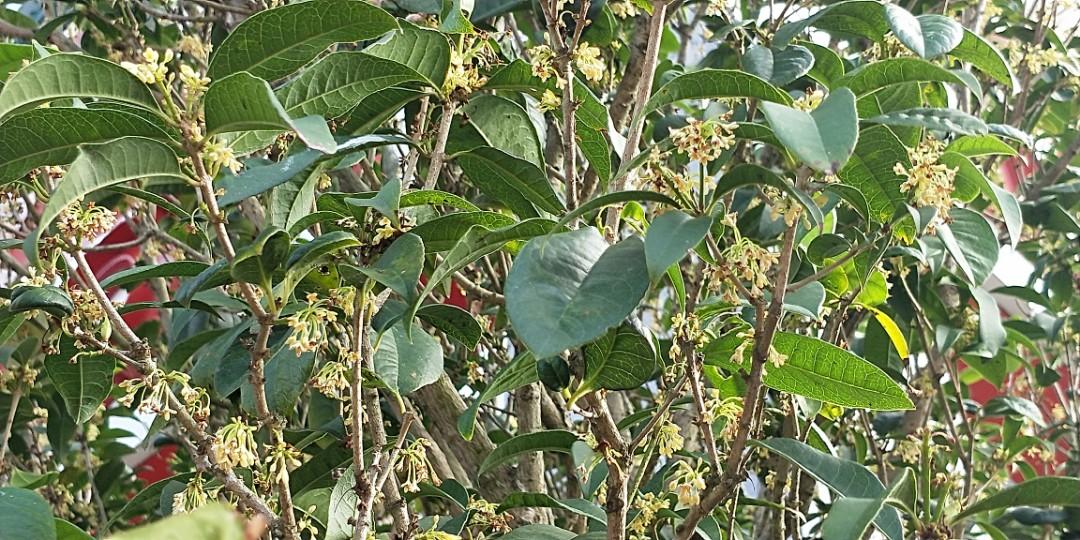 二十年桂花樹盆栽每盆8萬元免運費宅配 居家生活 園藝在旋轉拍賣