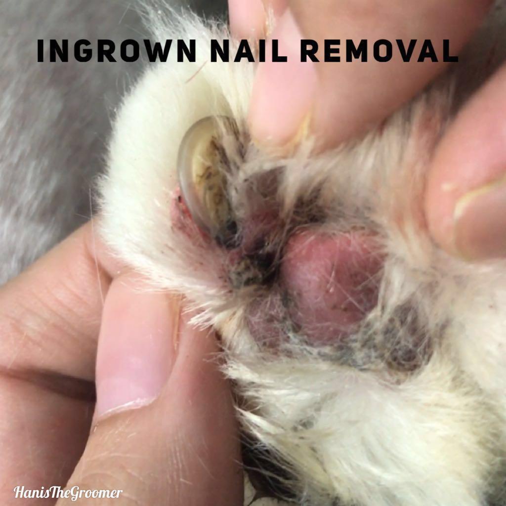 Cat Grooming Lifestyle Services Pet Care Services On Carousell