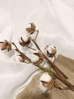 Dried cotton flower