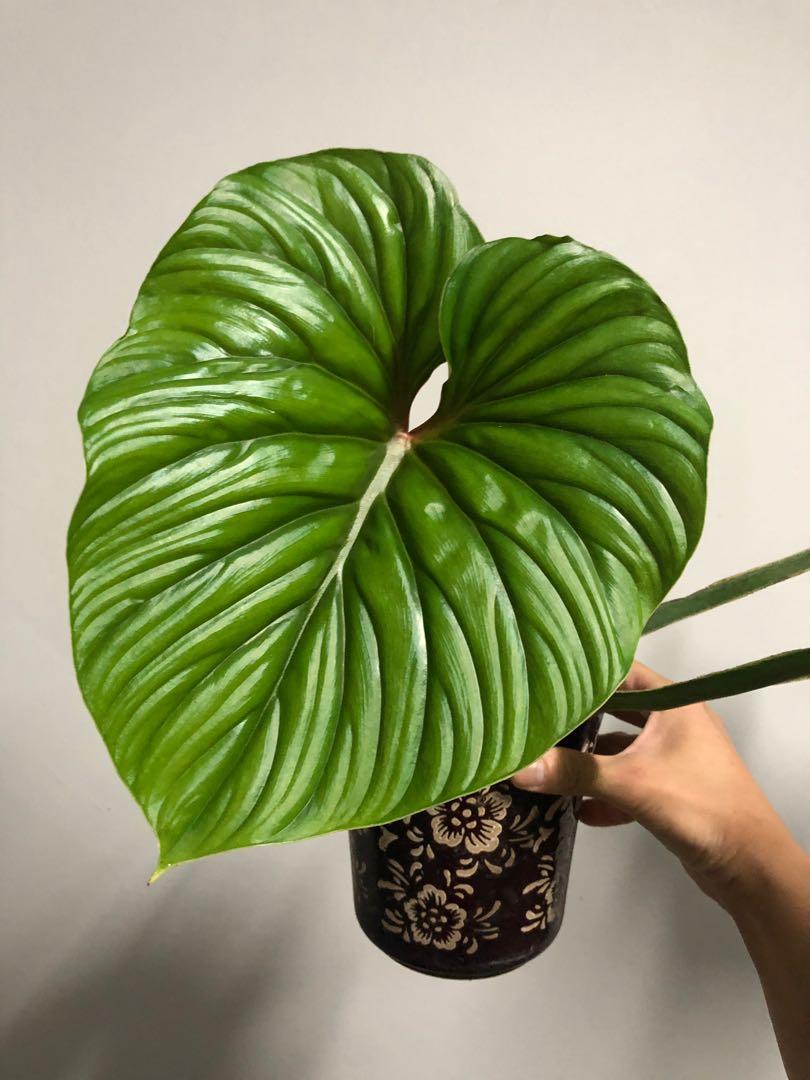 Rare Philodendron Plowmanii Furniture Home Living Gardening Plants Seeds On Carousell