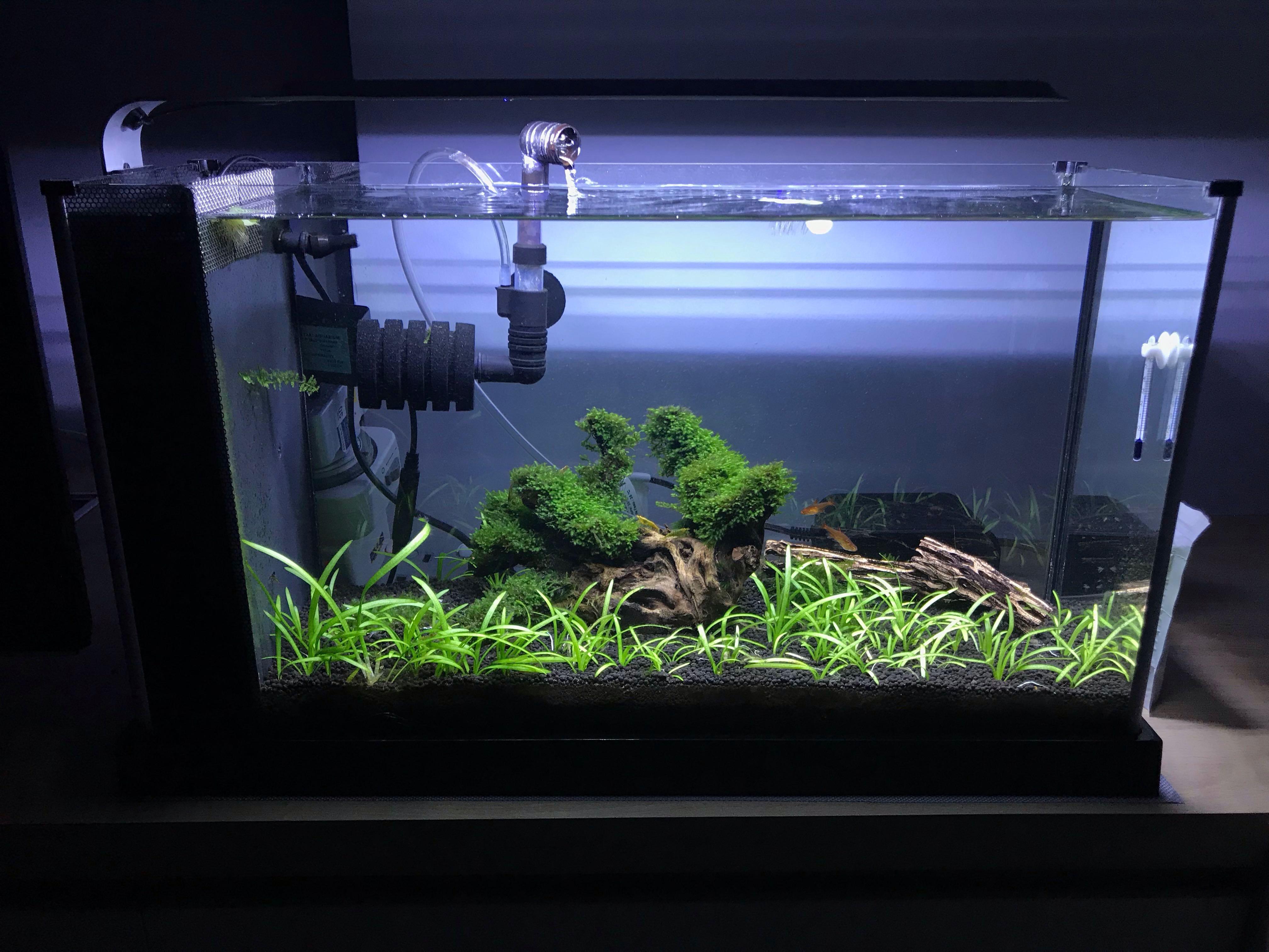 Fluval shrimp tank shop