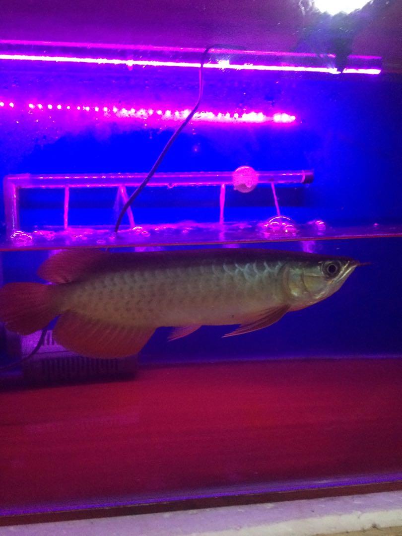 Unduh 6600 Background Aquarium Untuk Arwana Golden Red Gratis