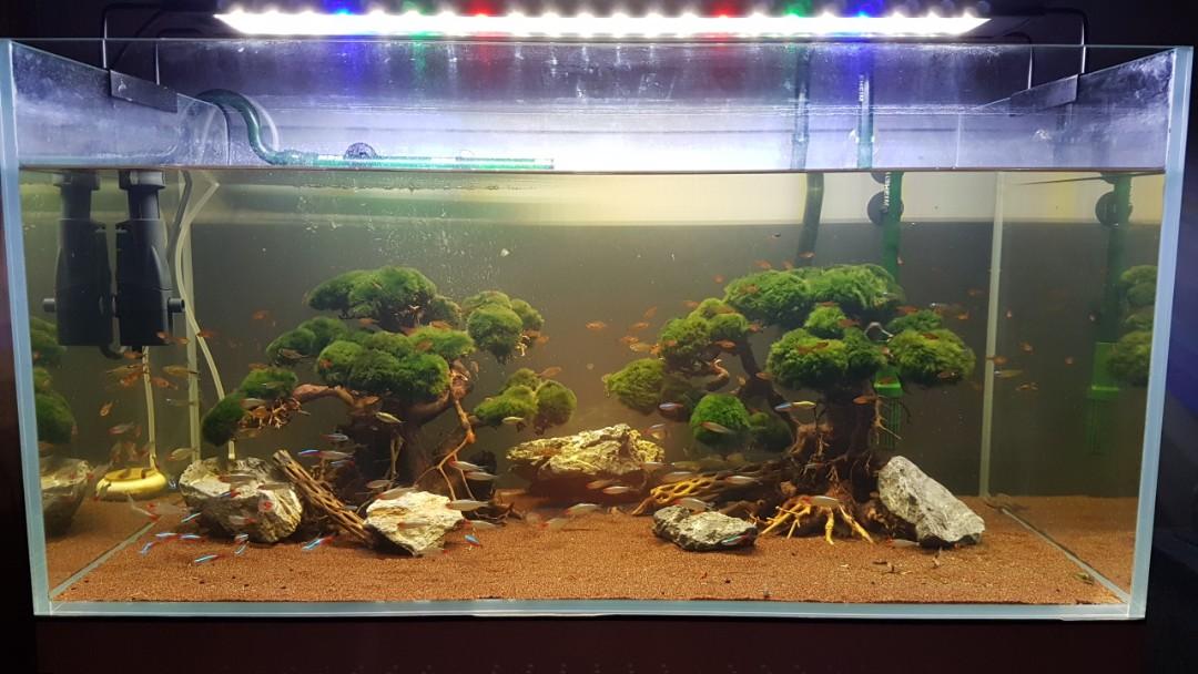 Big Bonsai Tree for Aquarium, Pet Supplies, For Fish, Fish ...