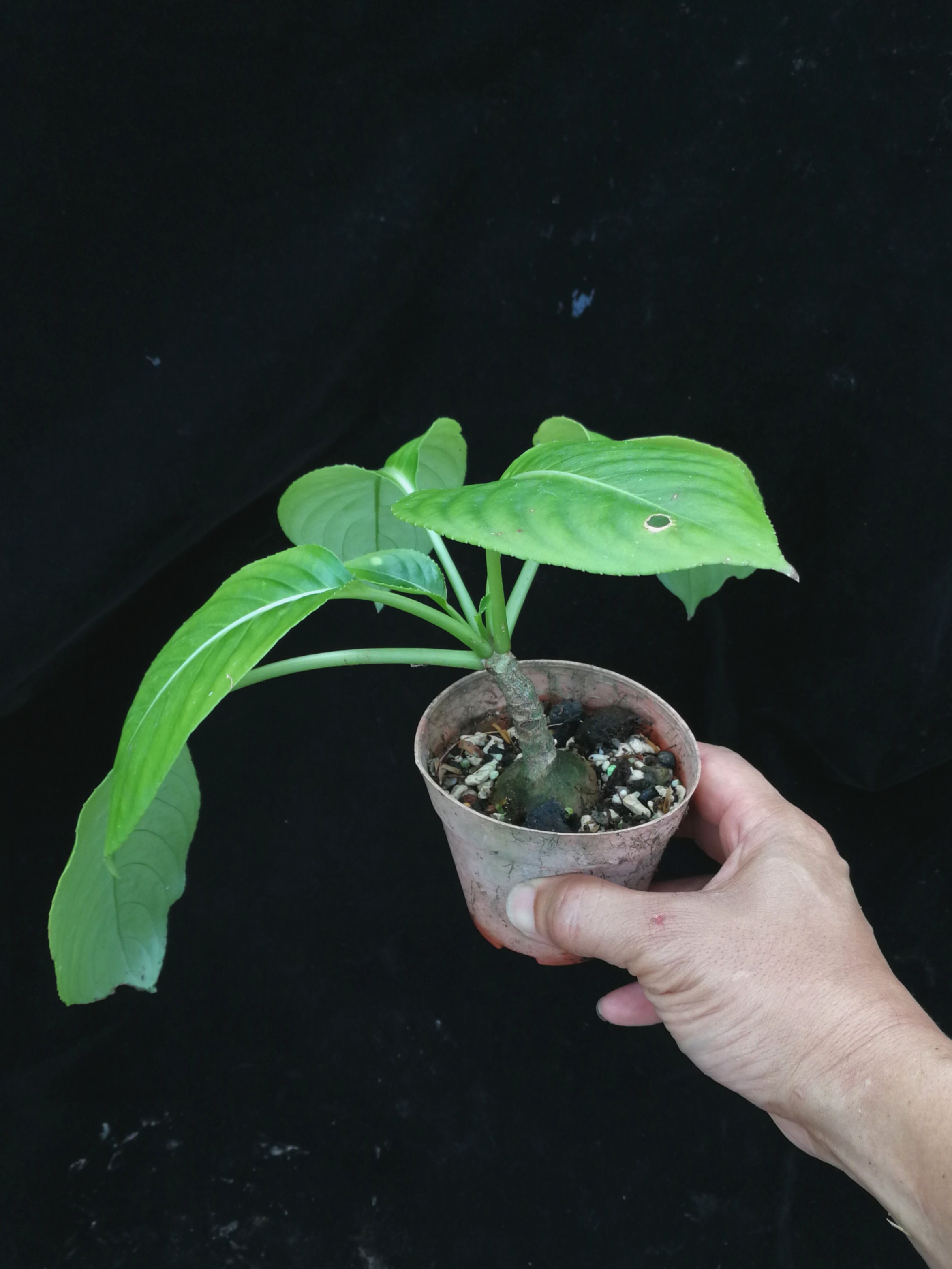 Impatiens mirabilis seed grown, Furniture & Home Living, Gardening