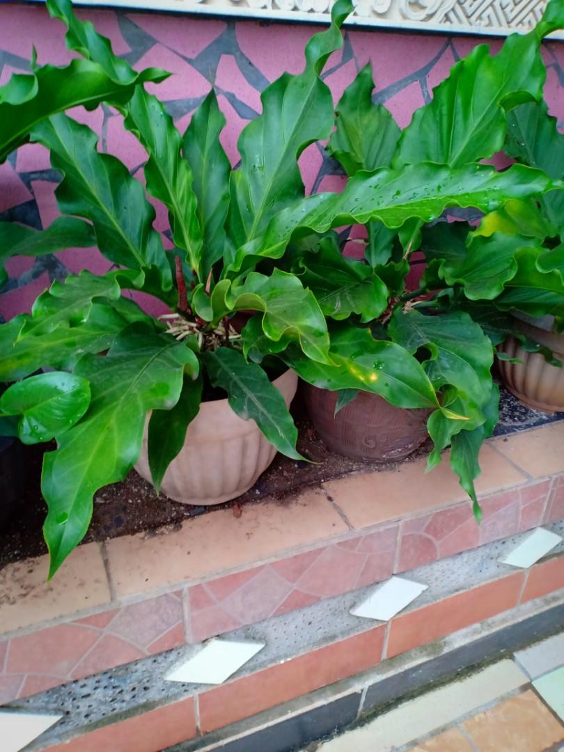 Pohon Gelombang Cinta Perkebunan Di Carousell