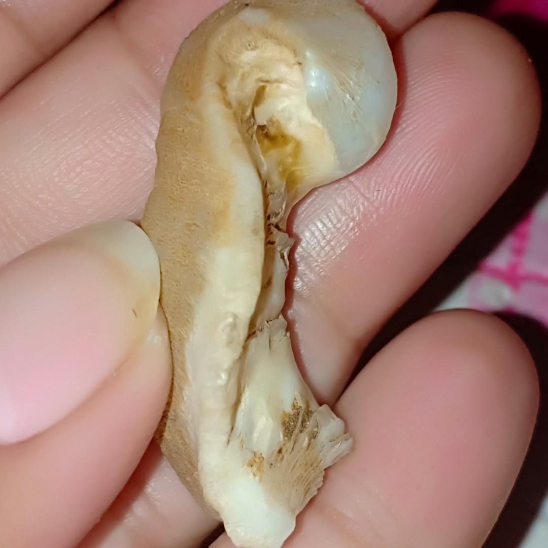 batu fosil keong buntet atau kol buntet bukan batu akik permata pirus persia bacan kecubung galih kayu