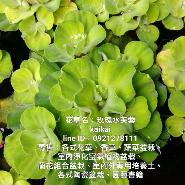 水生植物 玫瑰水芙蓉 家具及居家用品 園藝 植物及種子在旋轉拍賣