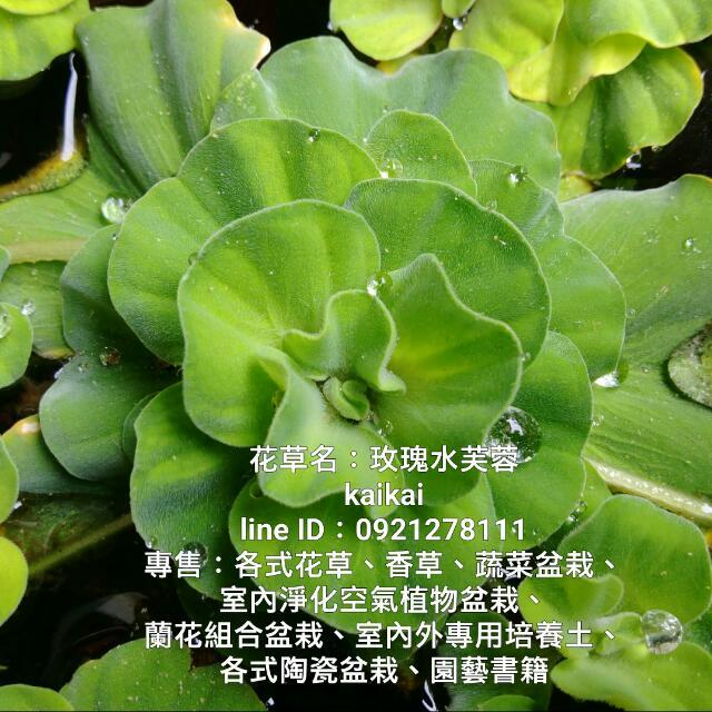 水生植物 玫瑰水芙蓉 家具及居家用品 園藝 植物及種子在旋轉拍賣