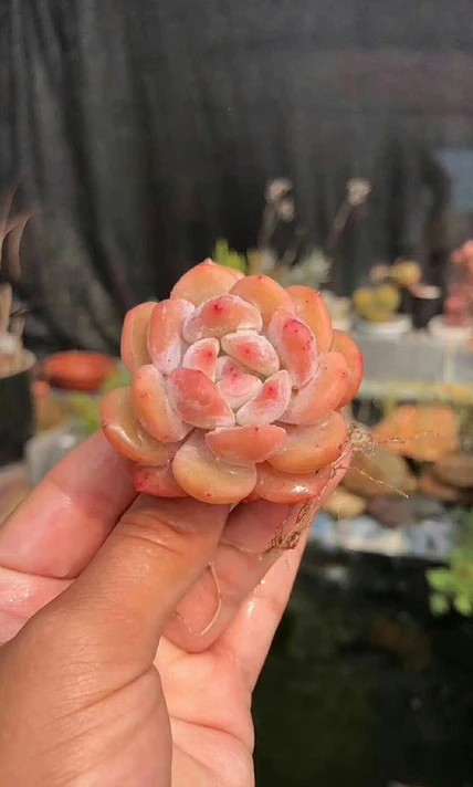 スイートエィンジェル（糖菓天使）新種 多肉植物 植物 | red-village.com