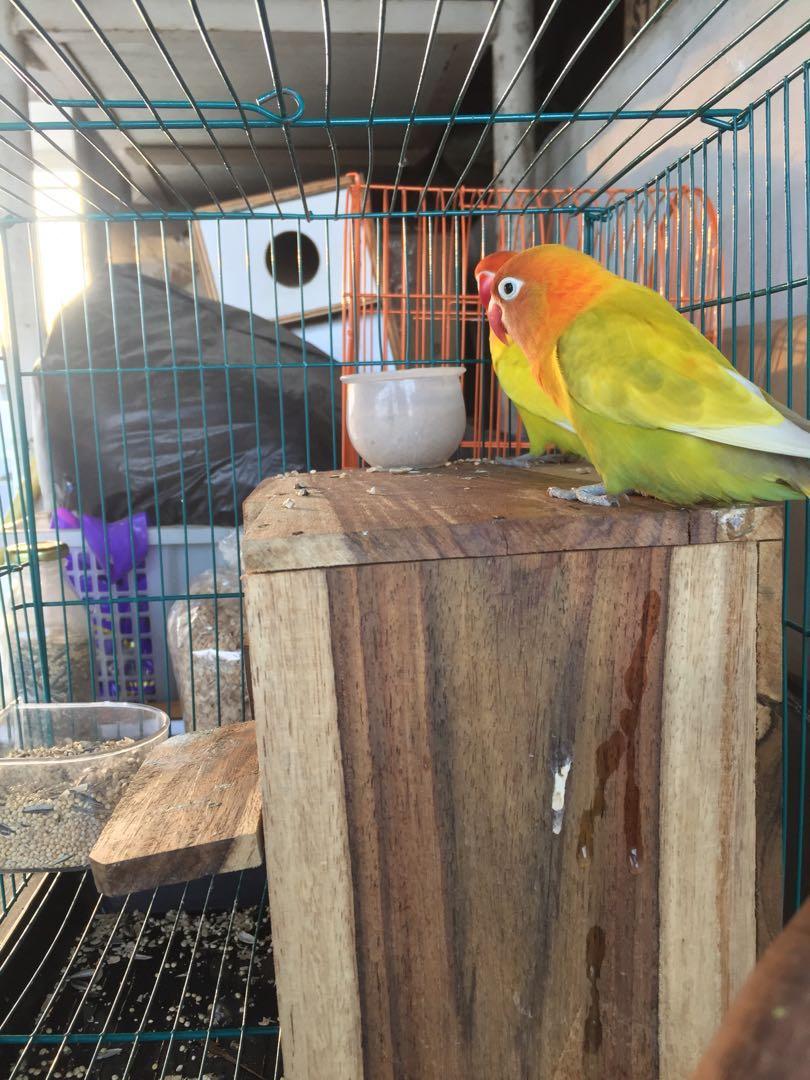 46+ Burung lovebird paskun terbaru