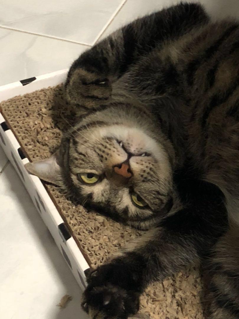 Cat!!! (Category: Everything Else) located in Singapore. Submitted by inky_ (Listing ID 213803291, Image 3). Description: (Cat not for sale) Cat appreciation Boost your mental health.