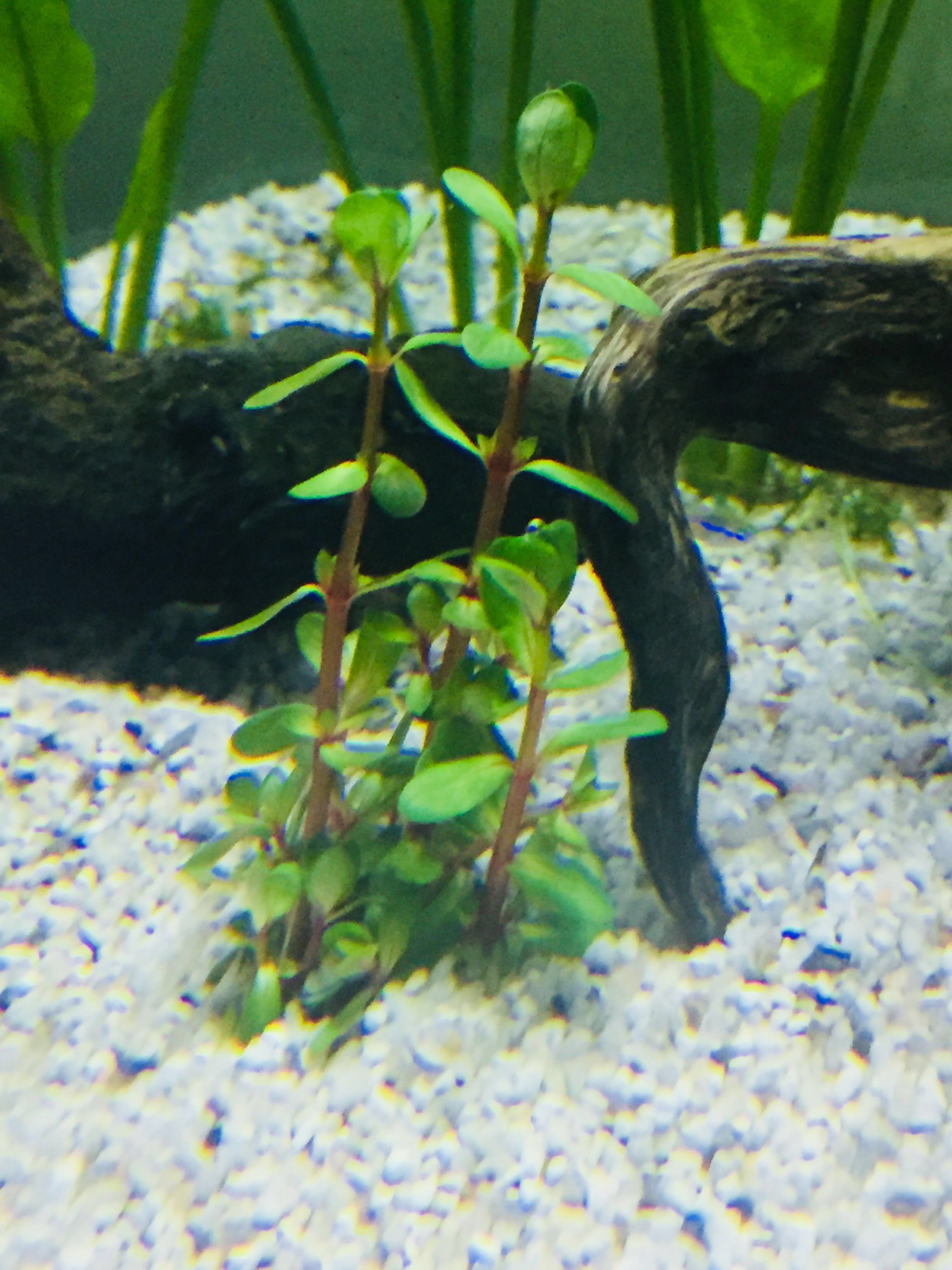 Ammania Bonsai Rotala Bonsai Pet Supplies Homes Other Pet Accessories On Carousell