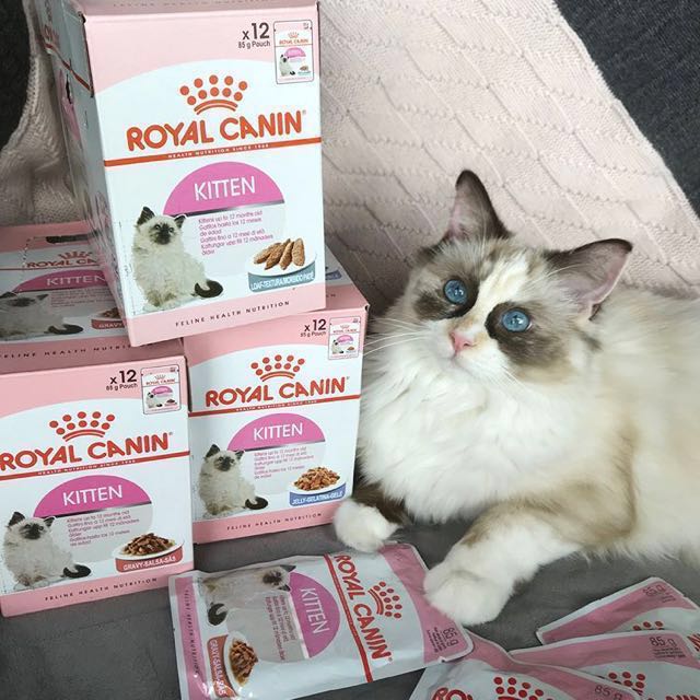 Instock Royal Canin Kitten Gravy Pouch Wet Cat Food Pet Supplies For Cats Cat Food On Carousell