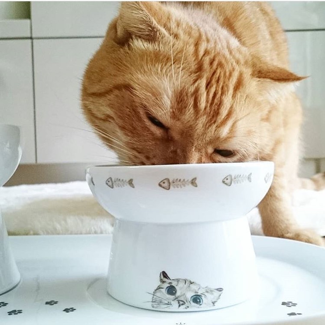 necoichi raised cat food bowl