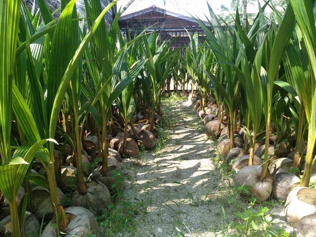 Anak Pokok Kelapa Sgg Cn16 Home Furniture Gardening On Carousell