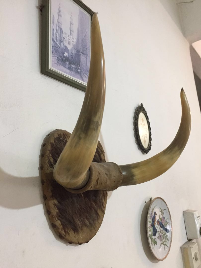 Antique Ivory Horns Wall Decor American Bull Antiques Antique