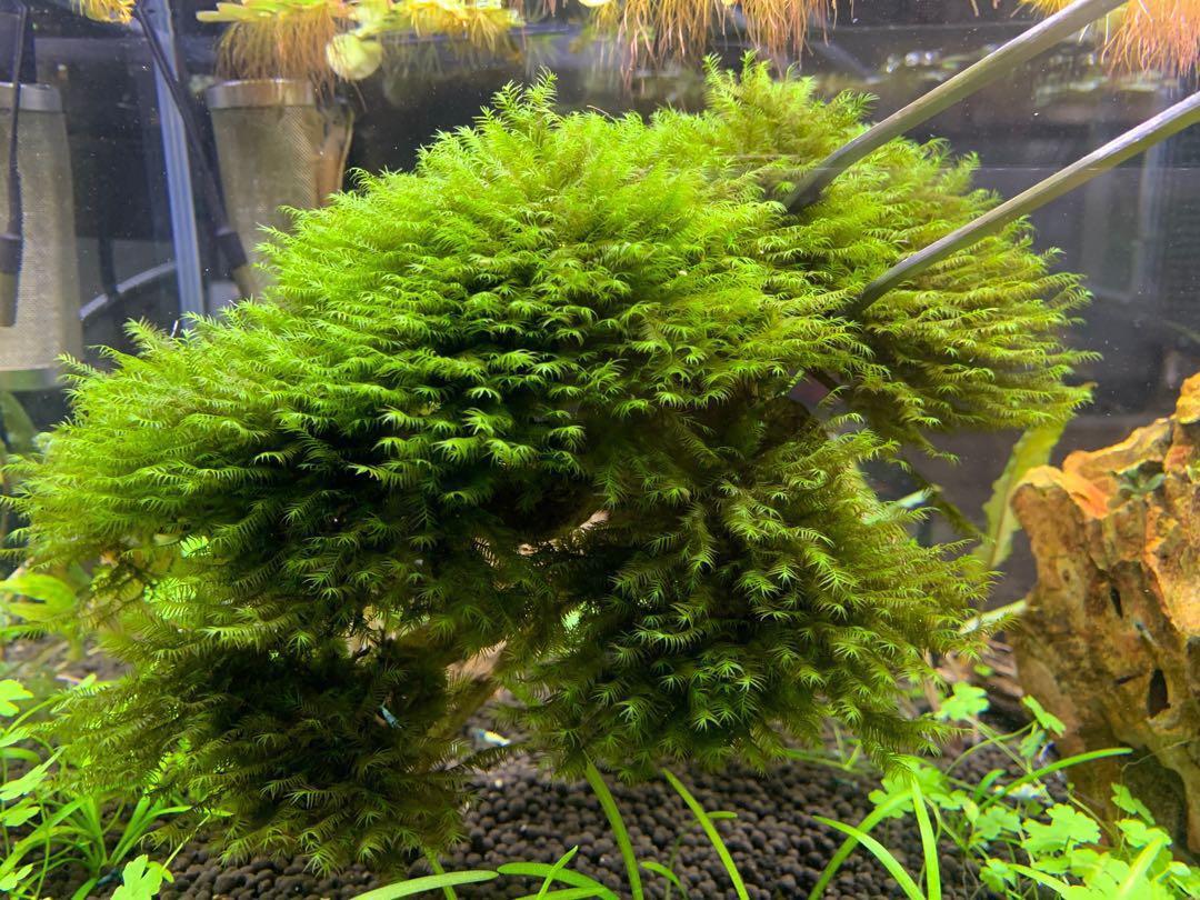 US fissidens aquarium bonsai tree, Pet Supplies, For Fish ...