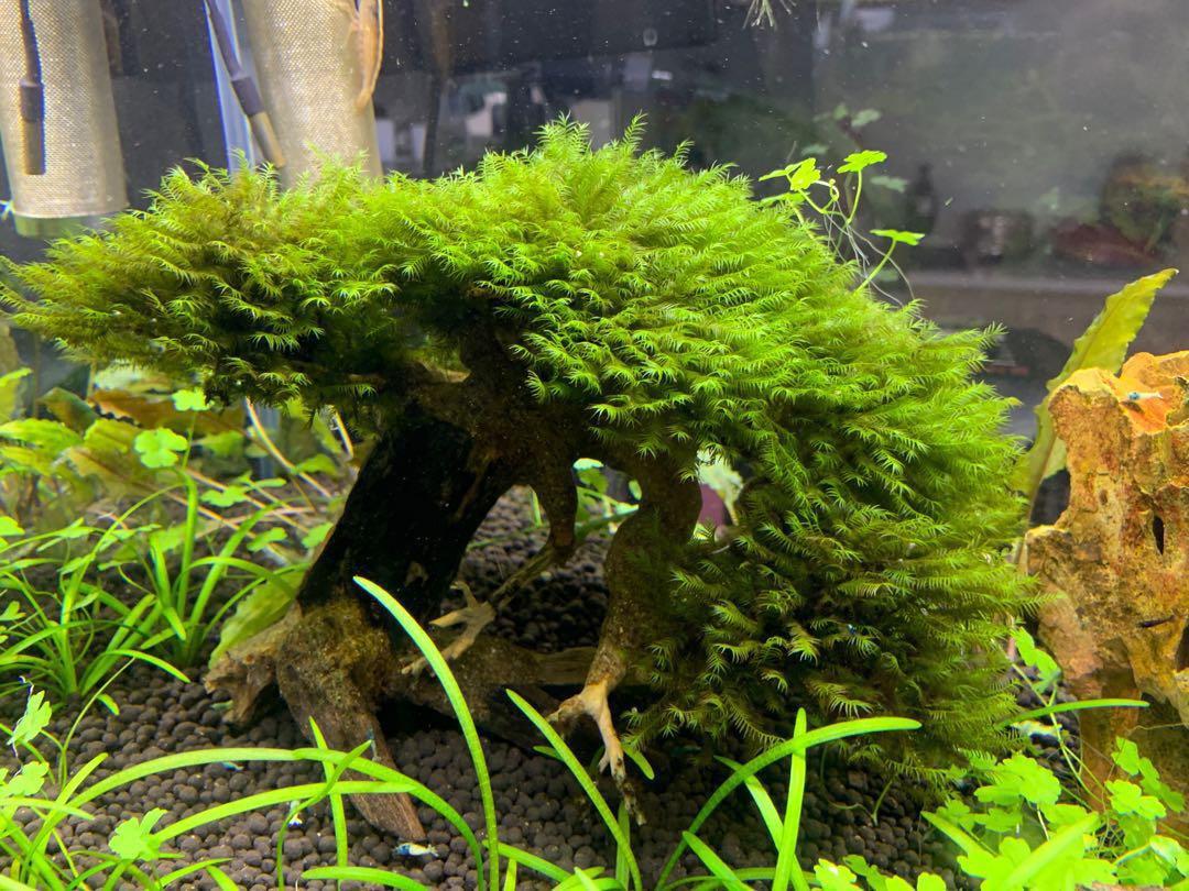 US fissidens aquarium bonsai tree, Pet Supplies, For Fish ...