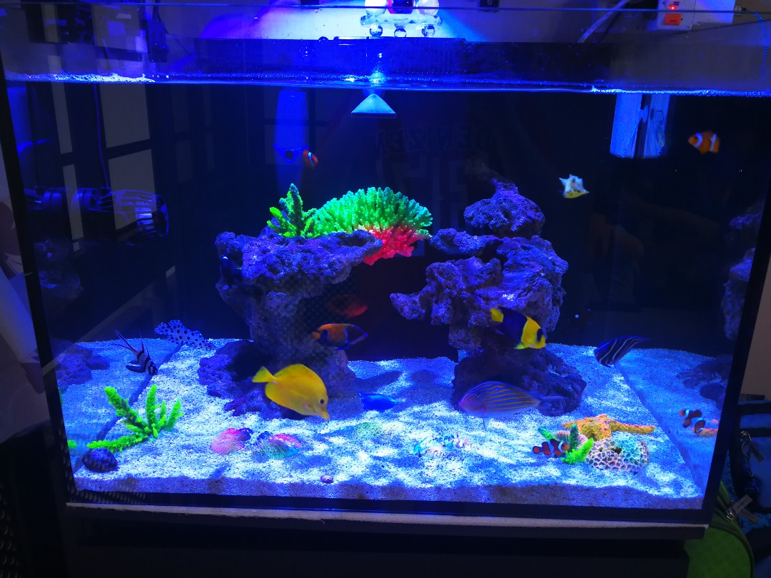 Fish tank rocks. Real rocks not fake. Made from real sand and tiny stones and cray to bond them