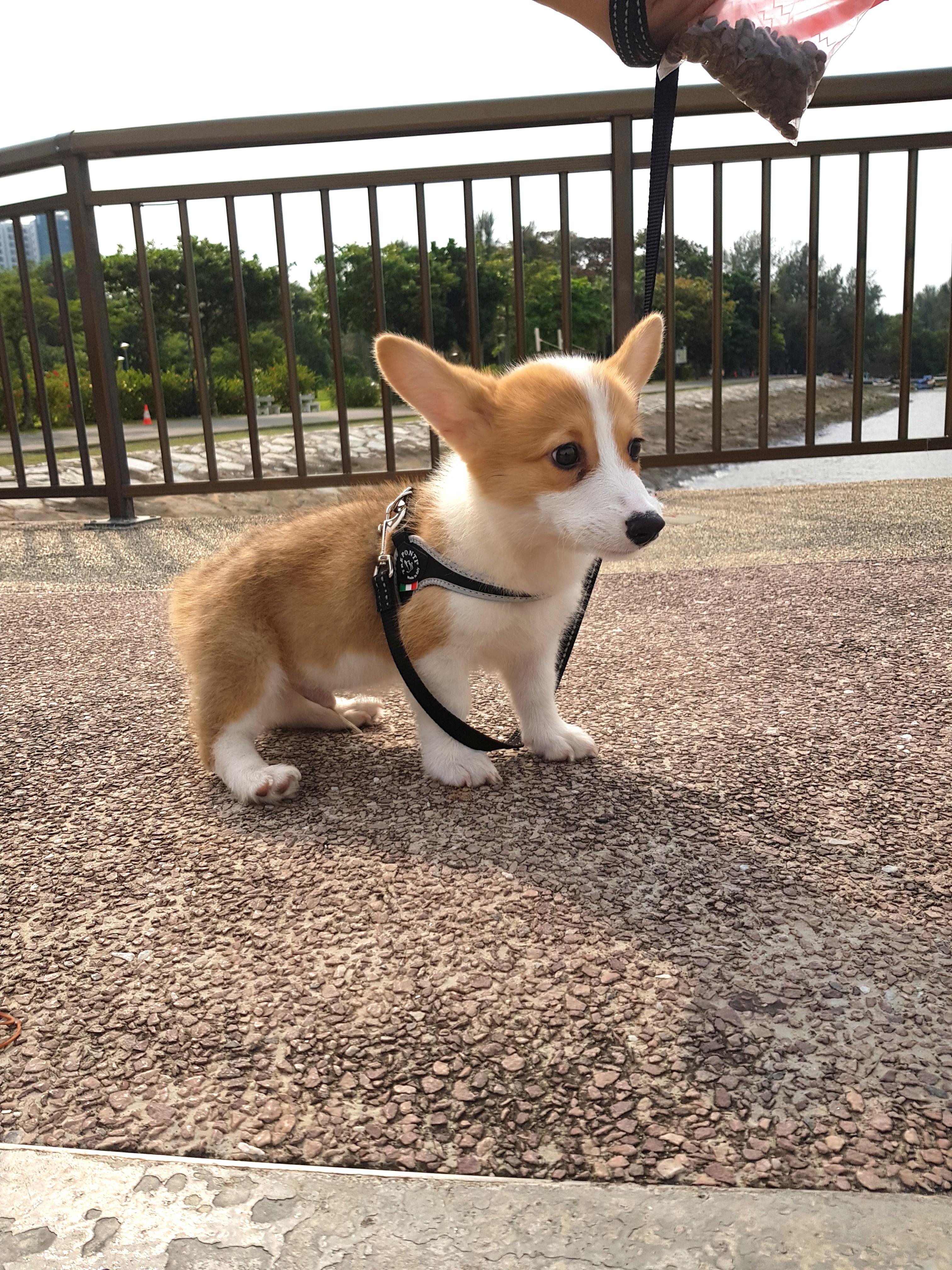 Dog harness for corgi Clearance