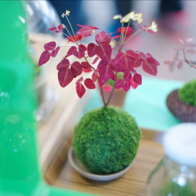 苔玉 傢俬 家居 Gardening Plants Carousell