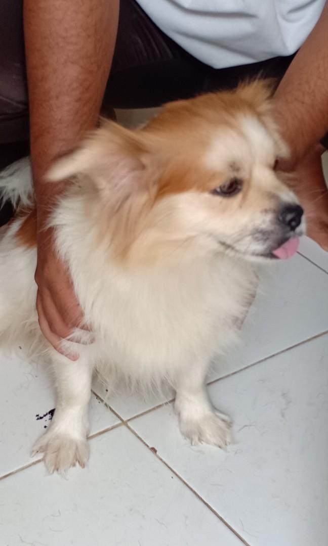 Anjing Peking Dan Lambrador Pet Supplies Accessories On Carousell