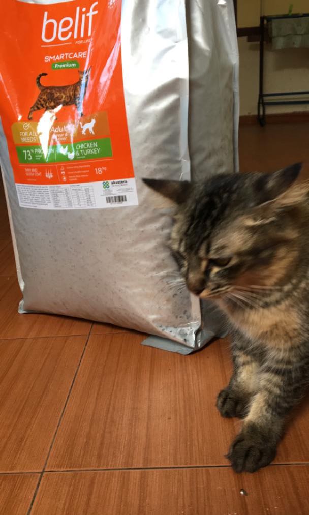 belif cat food
