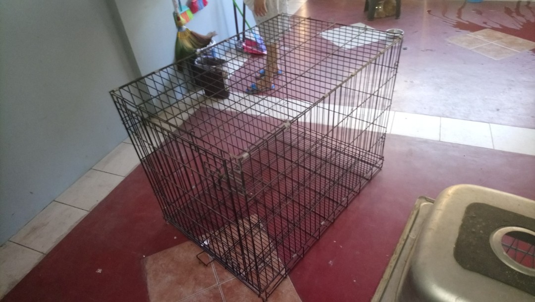 Jumbo Dog crate, Pet Supplies, Homes & Other Pet Accessories on Carousell