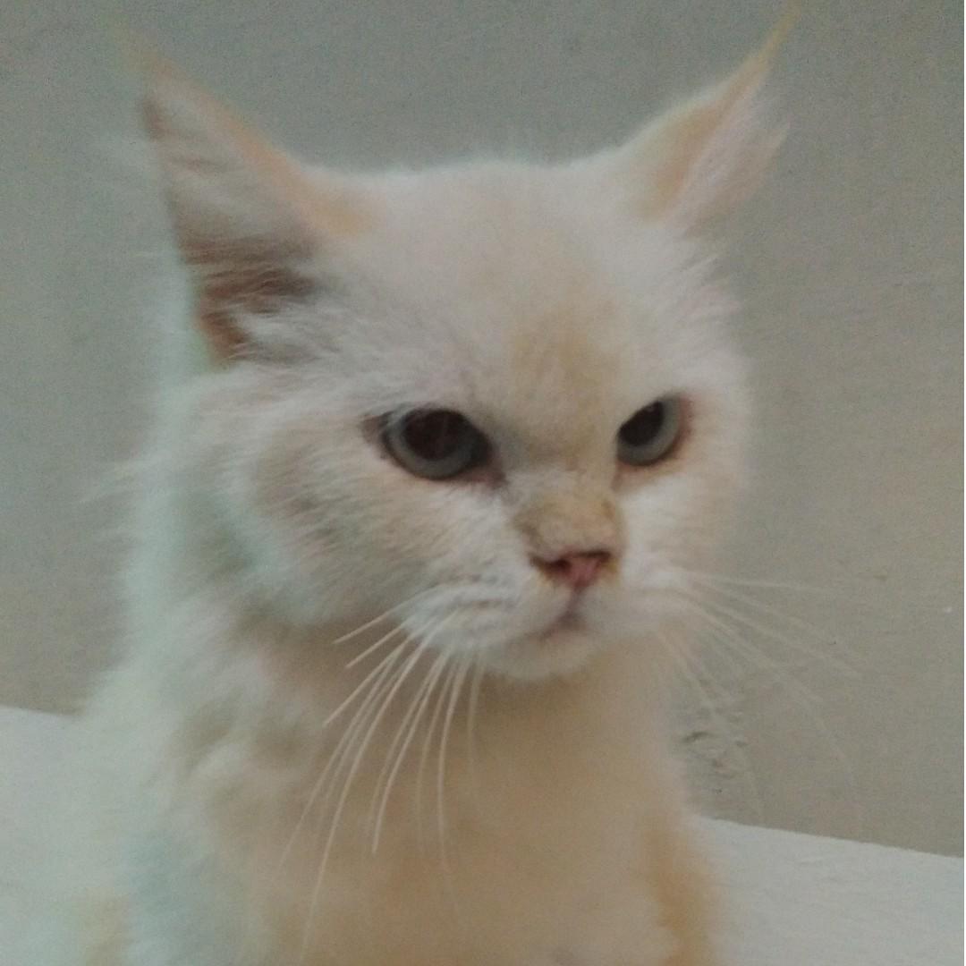 Kucing Kitten White Mainecoon Mix Angora Bukan Persia Serba Serbi Others Di Carousell