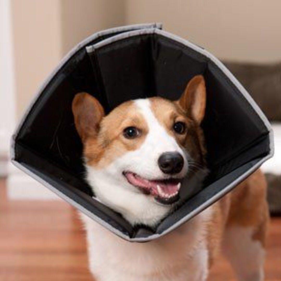 Original Comfy Cone Pet Collar M Extra Long Pet Supplies Homes Other Pet Accessories on Carousell