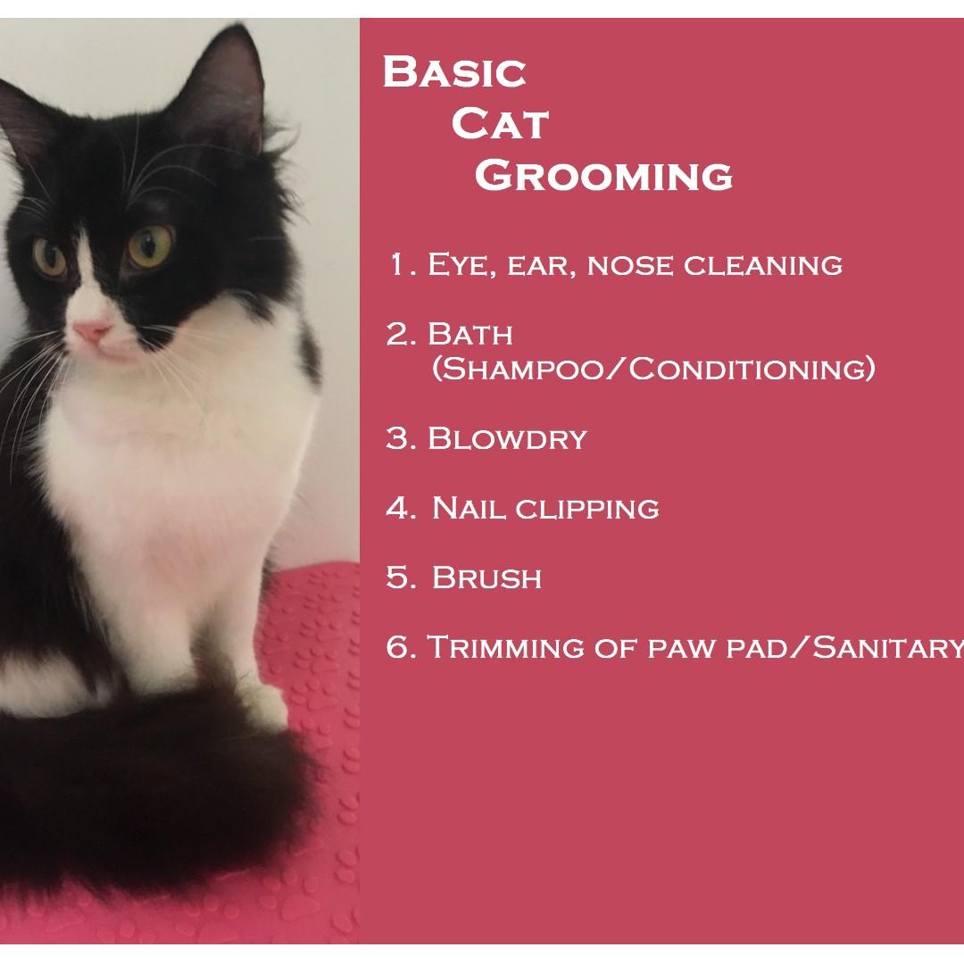 Basic cat care cheap