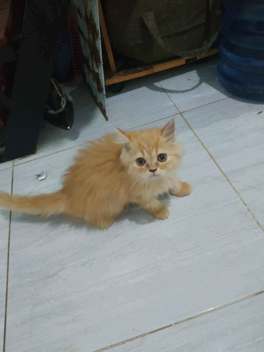 Gambar Kucing Persia Medium Umur 3 Bulan - Gambar Barumu
