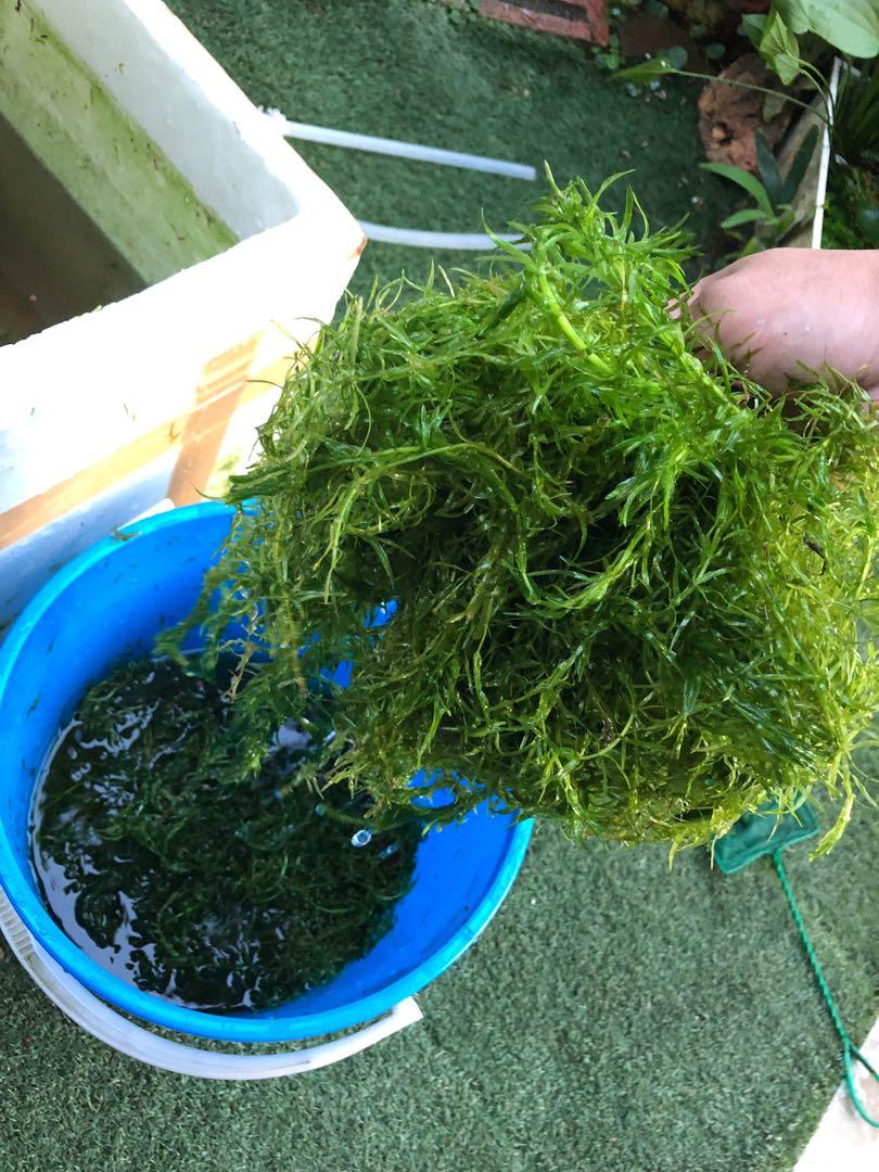 Guppy fish plant outlet