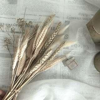Dried grain per stalk