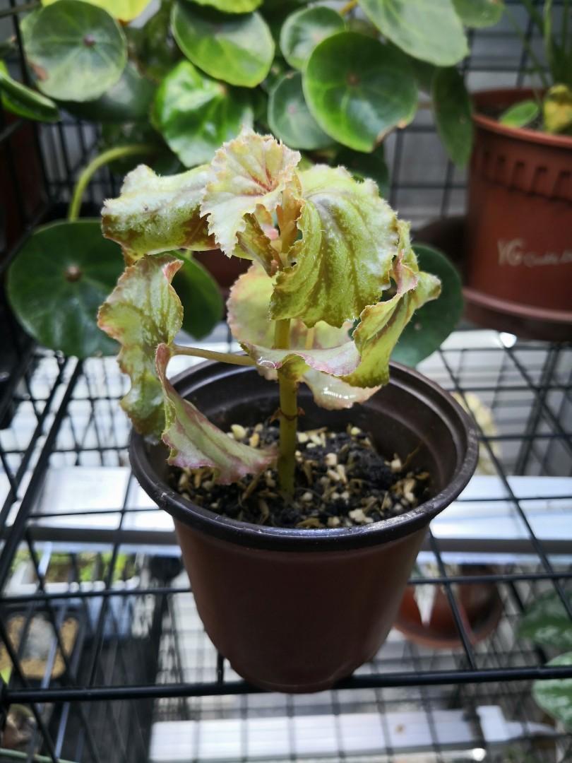 Begonia Galaxy Furniture Home Living Gardening Plants Seeds On Carousell