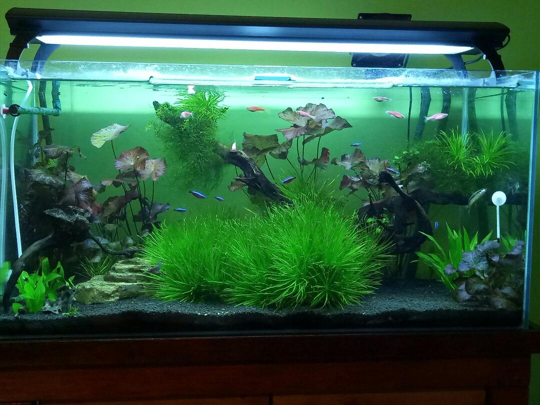 Fish Tank ,pump, co2 and light., Pet Supplies, Homes & Other