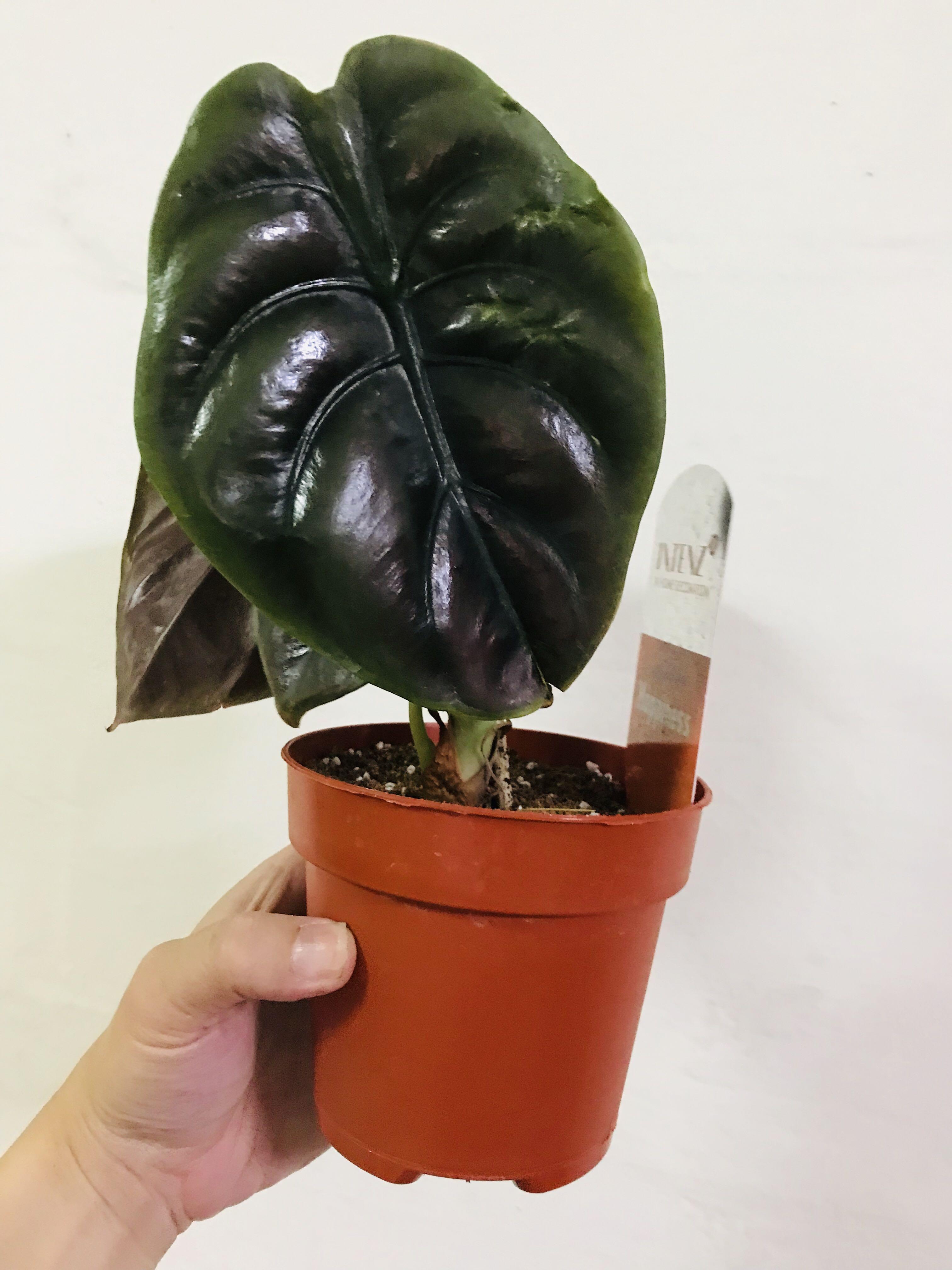 Alocasia Cuprea Red Secret Small Gardening Plants On Carousell Alocasia stock vectors, clipart and illustrations. alocasia cuprea red secret small