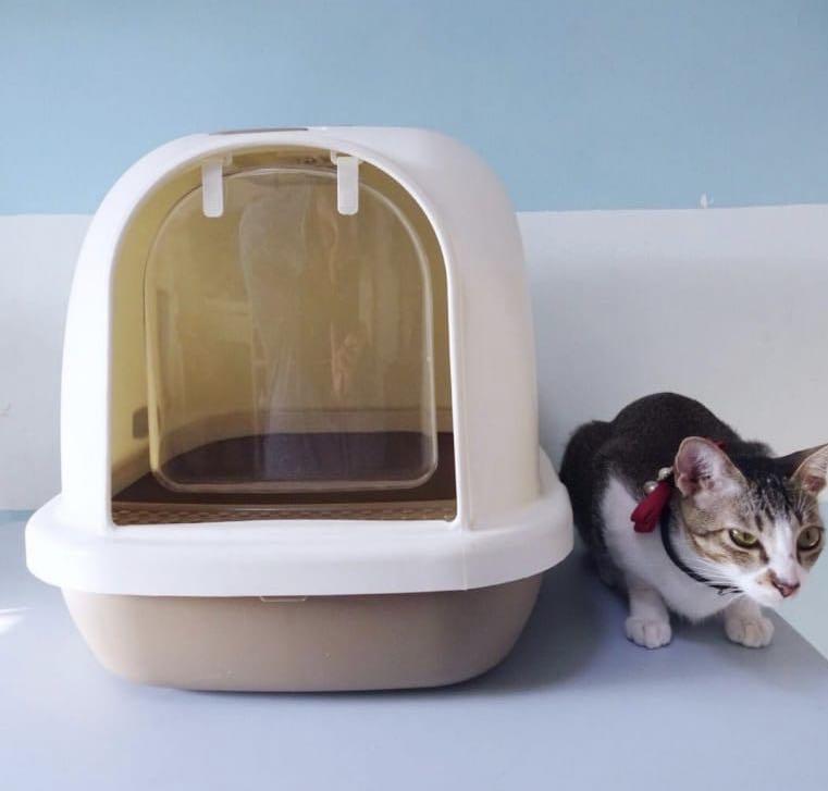 Cat Litter Box With Door And Shovel Pet Supplies For Small