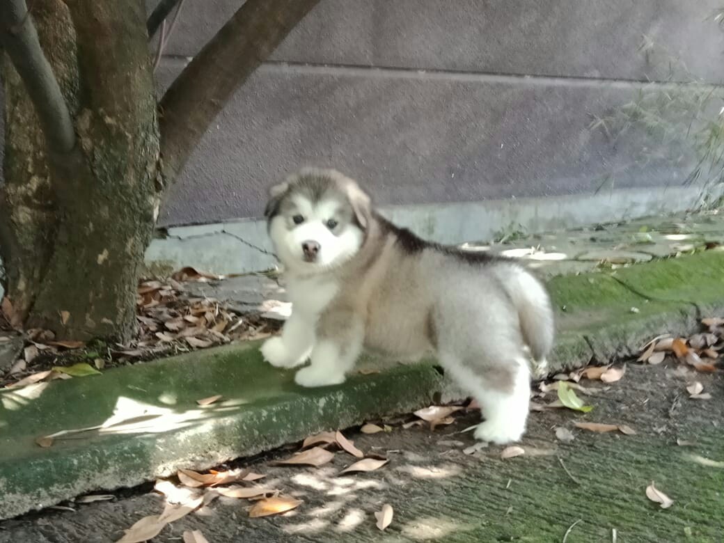 Anak Anjing Alaskan Malamute Gallery - Reeves Puppies