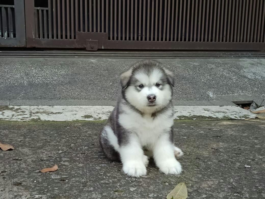 Anjing Alaskan Malamute Pet Supplies Accessories On Carousell