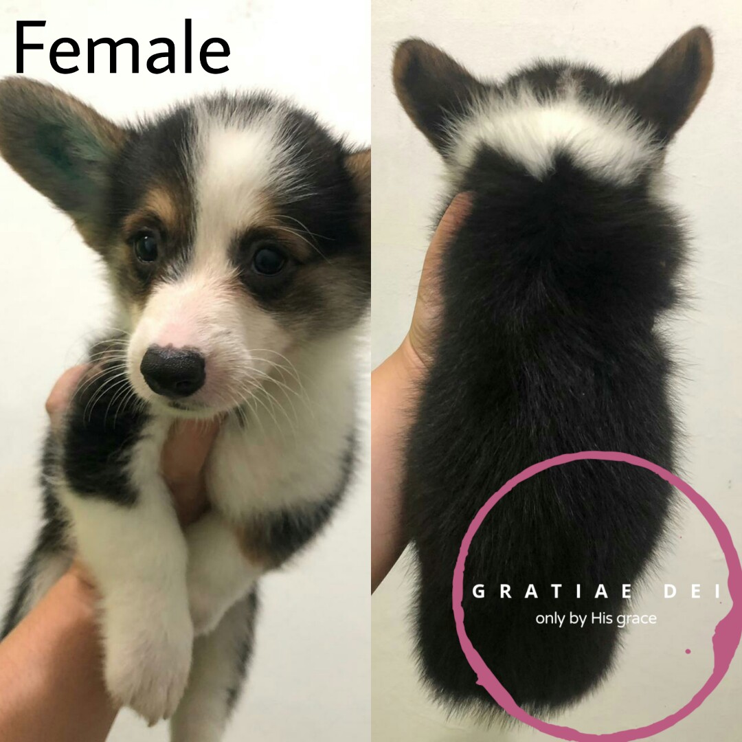 Anjing Corgi Perlengkapan Hewan Aksesoris Hewan Di Carousell