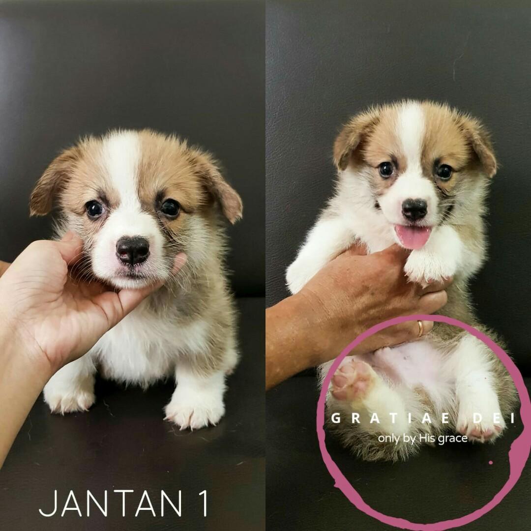 Anjing Pembroke Welsh Corgi Pet Supplies Accessories On Carousell