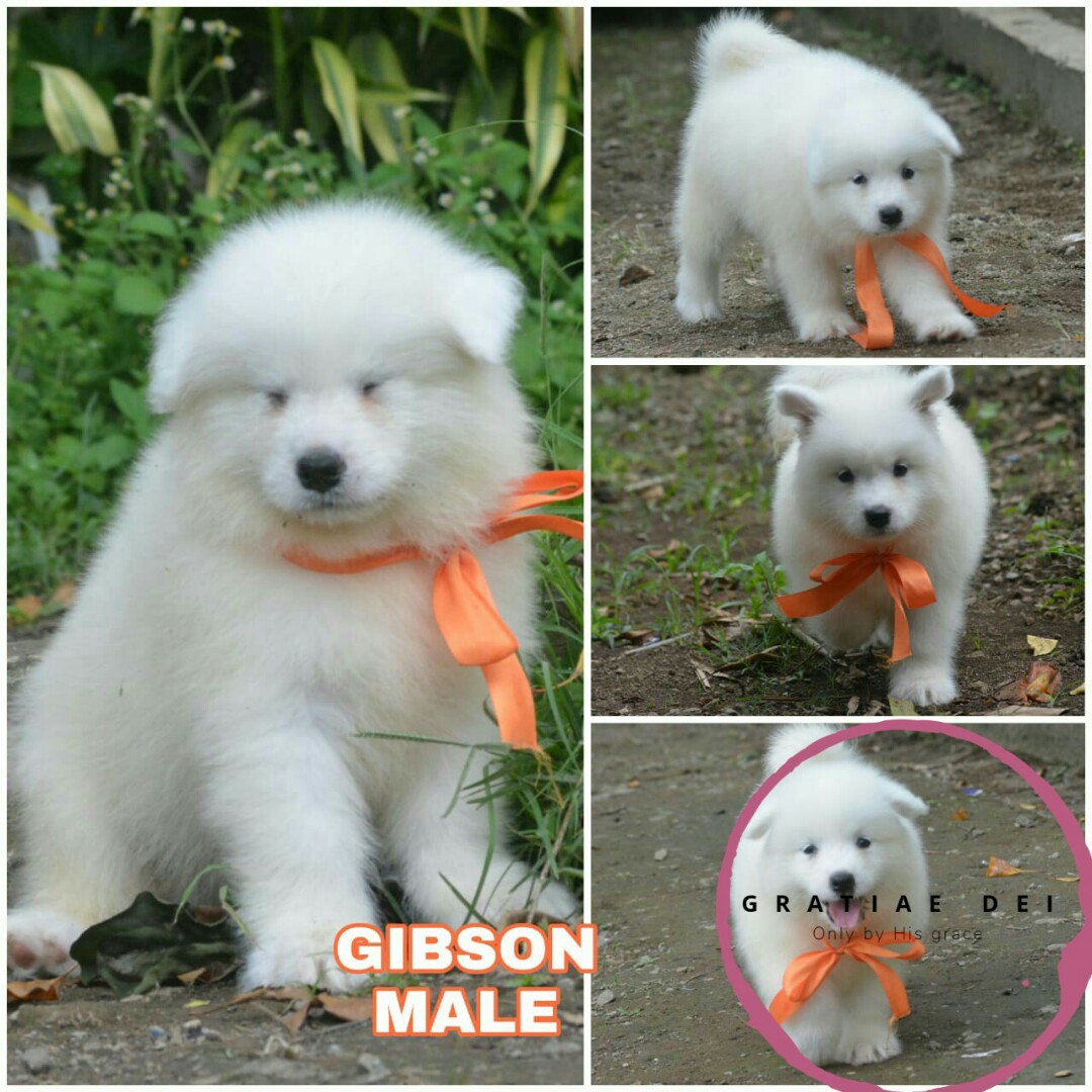 Anjing Samoyed Perlengkapan Hewan Aksesoris Hewan Di Carousell