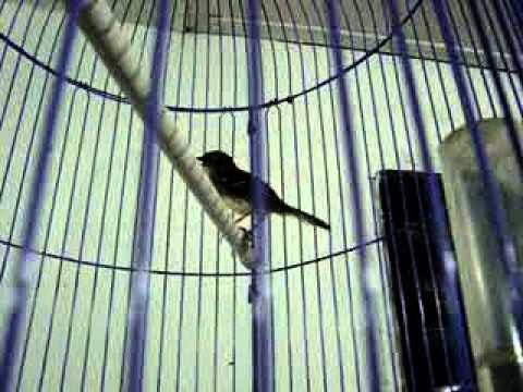 Burung Ciblek Semi Gacor Community On Carousell