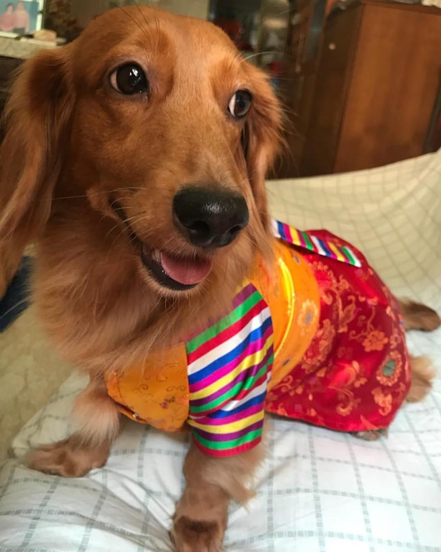 dog hanbok