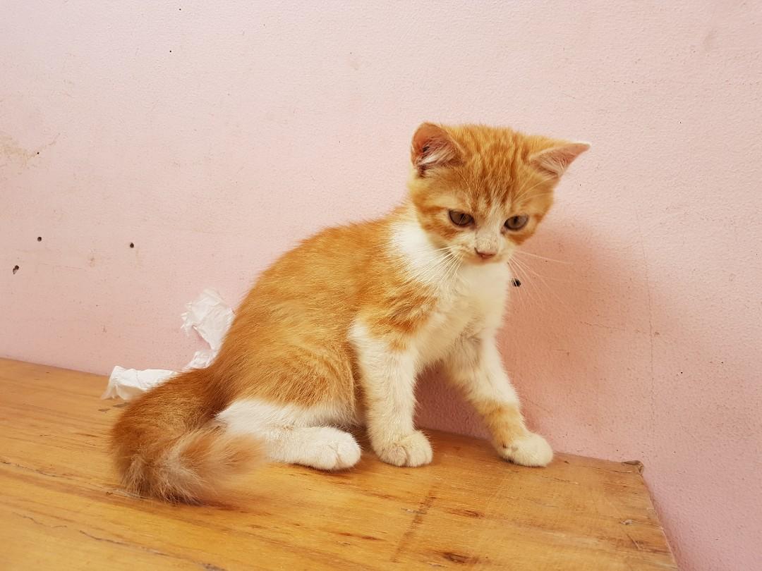Kucing Persia Pet Supplies Food On Carousell